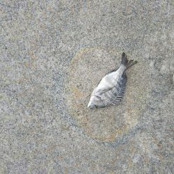 団子釣りでクロダイ狙い