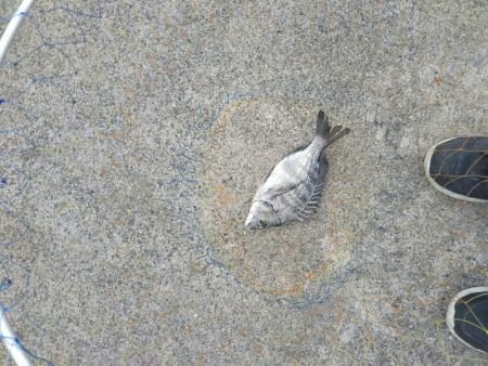 団子釣りでクロダイ狙い