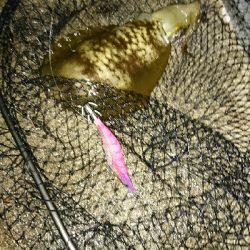 アオリイカ コウイカ