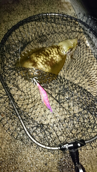 アオリイカ  コウイカ