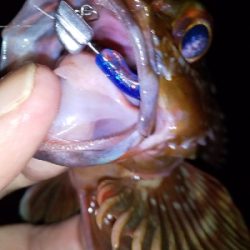 アジ連続ボーズ