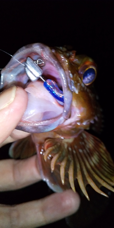 アジ連続ボーズ