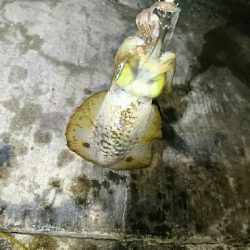 アオリイカ   コウイカ