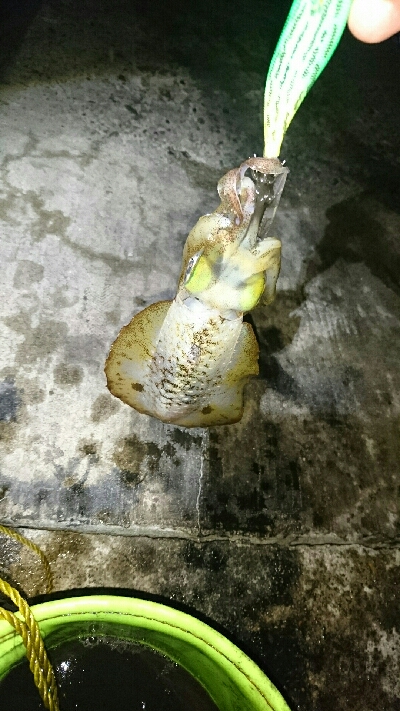 アオリイカ   コウイカ