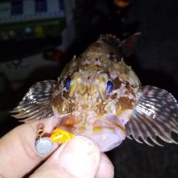 アジ釣りたくて。