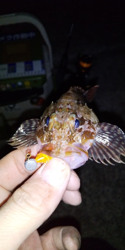 アジ釣りたくて。