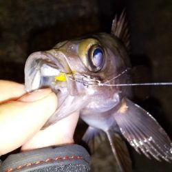 アジはもう厳しい？