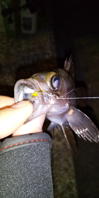 アジはもう厳しい？