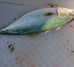 ボートエギング！