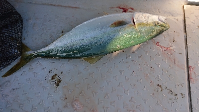 ボートエギング！