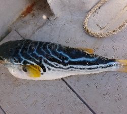 ボートキャスティング