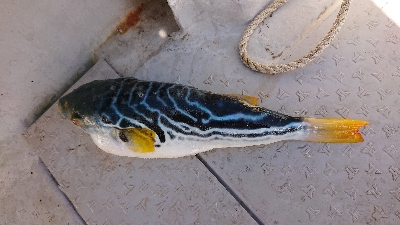 ボートキャスティング