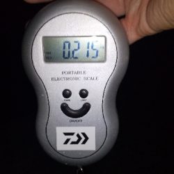 新子しか釣れない