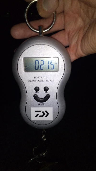 新子しか釣れない