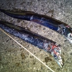 ルアーだけに反応？