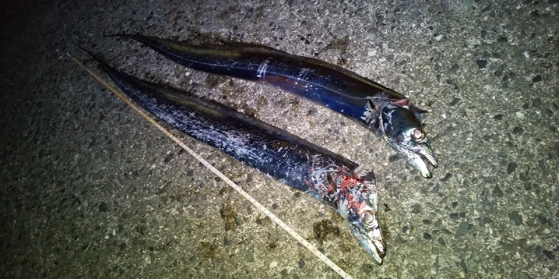 ルアーだけに反応？