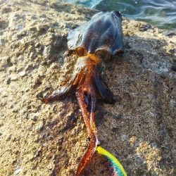 オーイ新子しんこさーん