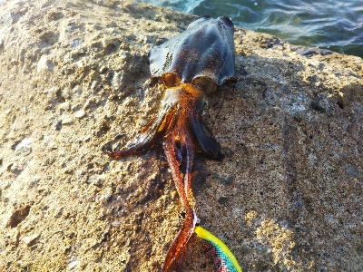 オーイ新子しんこさーん