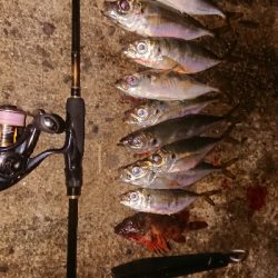 予定外のアジング良型連発