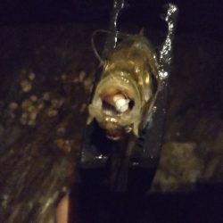 狙いにハマった釣り