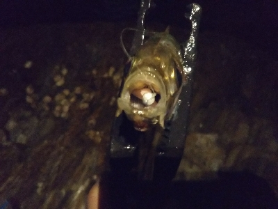 狙いにハマった釣り