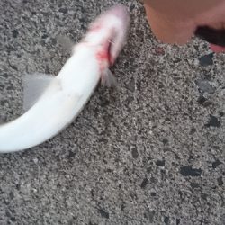 ベイト入るもエソ