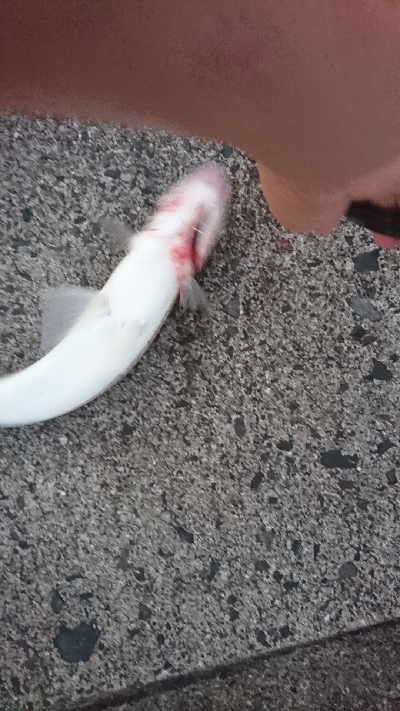 ベイト入るもエソ