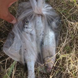 セイゴ入れ食い