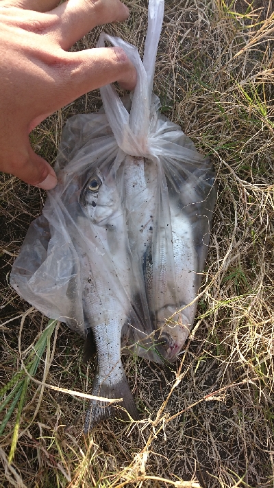 セイゴ入れ食い