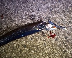 時合いはあっちゅう間