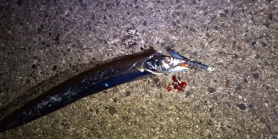 時合いはあっちゅう間