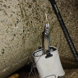 青物今日はお休み?