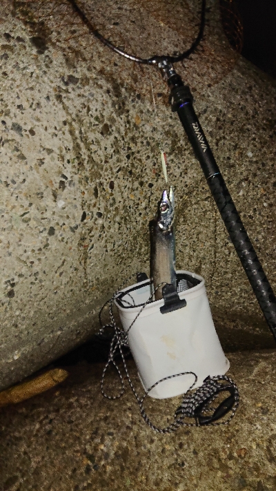 青物今日はお休み？