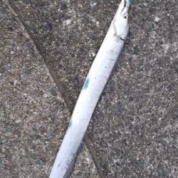 夕方からの短時間釣行