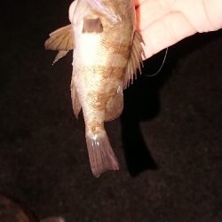 久々のライトゲーム