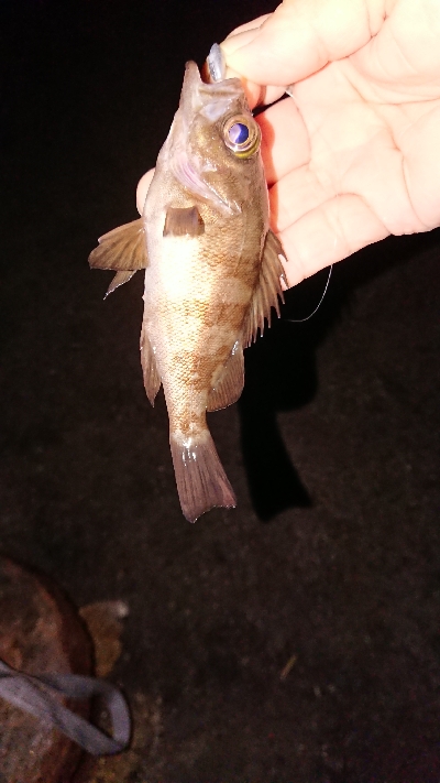 久々のライトゲーム