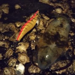 アオリイカを釣りに行ってきました。