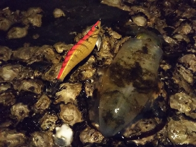 アオリイカを釣りに行ってきました。