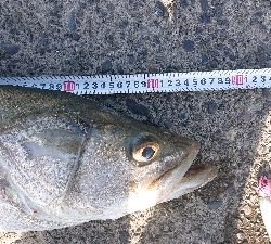 ワカシとランカーシーバス