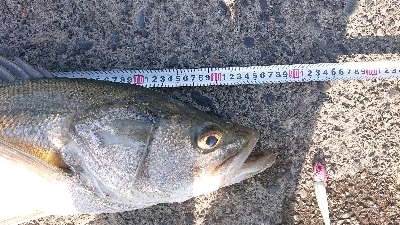 ワカシとランカーシーバス