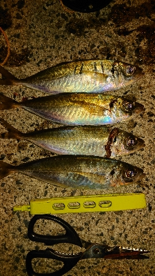 朝まず目アジング