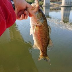 マキマキパターン