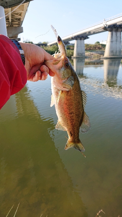 マキマキパターン