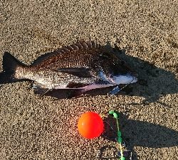 アジはどこへ？