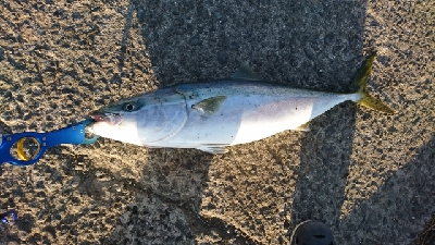 陸っぱりからのブリチャンス！