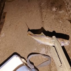 またまたアジゲーム