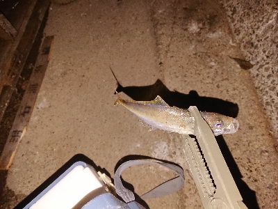 またまたアジゲーム