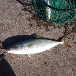 今週もショアジギング