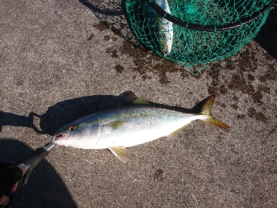 今週もショアジギング