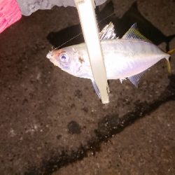 アジも厳しくなってきました